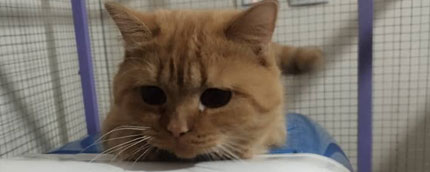 پانسیون گربه مهدی پور | سوالات متداول