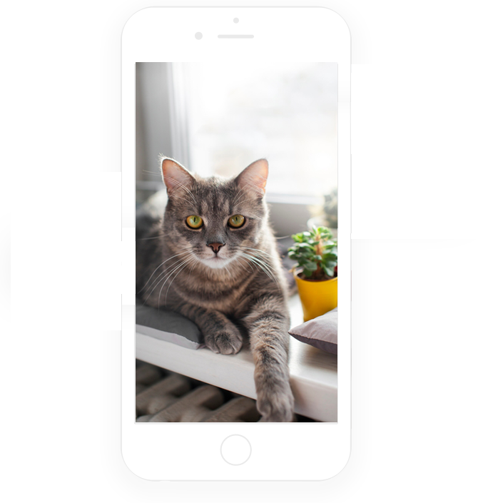 پانسیون گربه مهدی پور | نگهداری امن و خانگی گربه در اصفهان