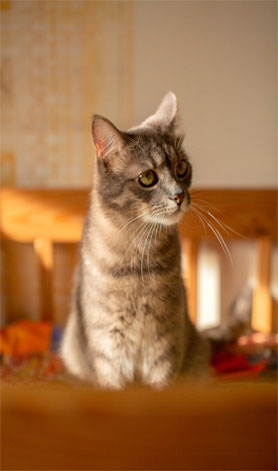 پانسیون گربه مهدی پور |  عکس گربه ۱