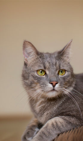 پانسیون گربه مهدی پور |  عکس گربه ۵