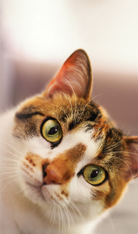 پانسیون گربه مهدی پور |  عکس گربه ۶